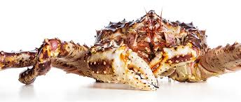 Cover and steam until heated through, about 5 minutes. A Buying Guide To Crabs With Seasonal And Tasting Tips