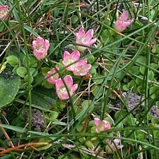 Image result for Anagallis kochii