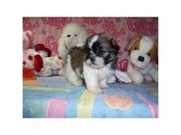 Check shih tzu breeder listings. Pin By Tulips On Cute Pets Chihuahua Puppies Cute Animals Dog Breeder