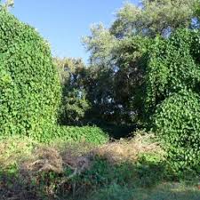 Image result for Xenostegia alatipes