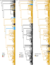 Image result for Mimosa mossambicensis
