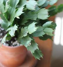 The blooms are diurnal so they close a night. Thanksgiving Cactus Care Tips For Growing Schlumbergera Truncata