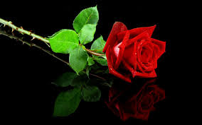 Flowers that look like roses without thorns. Does Every Rose Have A Thorn Wonderopolis