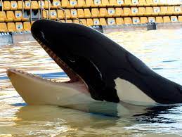 Free shipping free shipping free shipping. Meeresakrobaten Die Sache Mit Den Zahnen Der Orcas Seite 2
