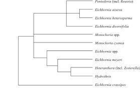 Image result for Anthericopsis sepalosa