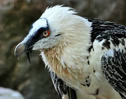 The pair's family life has been followed through a webcam installed in the nest, as part of the life+ project 'the return of the neophron. Auswilderung Bartgeier Forschen Handeln Erhalten
