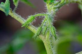 Tomato Plant Not Flowering 5 Causes How To Fix It Tomato Bible