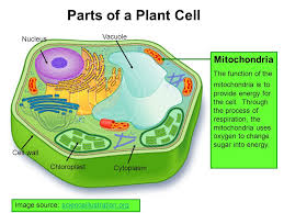 Maybe you would like to learn more about one of these? Parts Of A Plant Cell Vacuole Mitochondria Nucleus Ppt Video Online Download