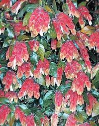 If you are thinking to buy how to raise shrimp farms in texas, you need to: The Shrimp Plant Is A Showy Bloomer For Central Texas Gardens Texas Gardening Texas Native Plants Hummingbird Garden