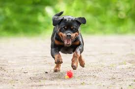 Thinking about bringing a rottweiler puppy into your home? Caring For A Rottweiler Puppy 5 Helpful Tips Mystart