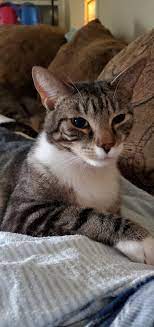 All About Cats Home Facebook