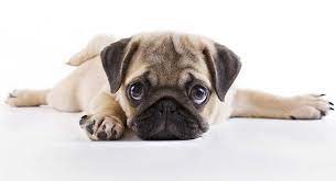 The foods listed here are kibbles but you can certainly feed your pug a canned food if you prefer. Best Food For Pug Puppies Tasty Healthy Choices