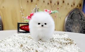 Our little 12 weeks old pomeranian puppies are all vet checked and akc registered. Teacup Pomeranian Puppies For Sale