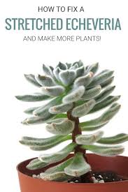 How To Fix Stretched Out Succulent Plants Succulents Plants Planting Succulents