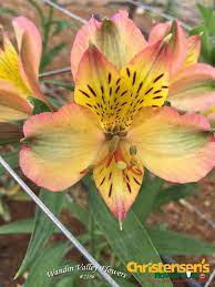 Quebec Variegated Yellow With Pink Tips Alstroemeria Flowerauction Wandinvalleyflowers Flowers Australia Flower Market Flowers Delivered