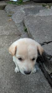 We did not find results for: Aspin And Half Breed Dogs