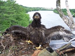 But immature bald eagles present very differently than adults, especially in the early stages of development. Maine Field Office