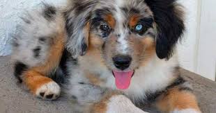 Australian Shepherd Black And White Dog With Blue Eyes Dogs And Puppies Properly Care For Your Dog With These Tips Want To Know More C Australian Shepherd Puppies Australian Shepherd Australian Shepherd Puppy