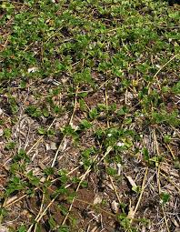 Image result for Boerhavia repens