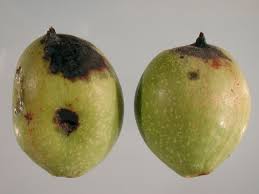 Image result for Walnut blight