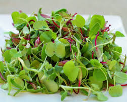 Image result for microgreens on food
