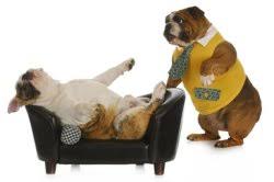 Debbie is a freelance writer and editor who's been blogging at san diego momma since 2007. South San Diego Veterinary Hospital Veterinarian Health Pet Friendly Business In San Diego California Pet Friendly Veterinarian Health Business In San Diego California