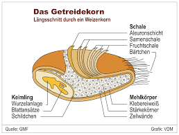 Johannes steinhart, biomedizin (m.sc.) & trainer des deutschen fitnesslehrer vereinigung e.v. Mein Mehl Getreide Inhaltsstoffe