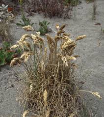Image result for Poa binata