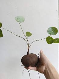 Maybe you would like to learn more about one of these? 1 Bulb Stephania Erecta Craib Menispermaceae Plant Bonsai Medium Size Ship Only Bulb No Leaf Size Same As Picture Buy Online In Angola At Angola Desertcart Com Productid 180258666