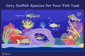 7 Cory Catfish Species For Your Aquarium Tank