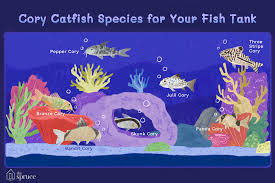 7 cory catfish species for your aquarium tank