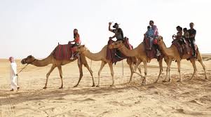 When the camel exhales, water vapor becomes trapped in their nostrils and is reabsorbed into the body as a means to conserve water.31 camels eating green herbage. Camel Trekking Abu Dhabi Project Expedition