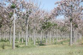 We did not find results for: Plantation Of Royal Paulownia Trees Paulownia Tomentosa In Stock Photo Picture And Royalty Free Image Image 17493939