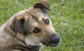 In den haag betaalt een hondeneigenaar in 2020 voor één hond 124,08 euro per jaar, op vlieland 78,26 euro. Groningse Actiegroep Pleit In Den Haag Voor Afschaffen Hondenbelasting Oog Radio En Televisie