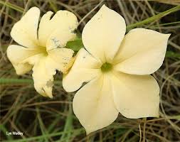 Image result for Exochaenium