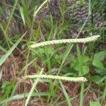 Image result for Paspalum scrobiculatum