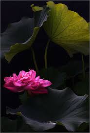 Lotus Flower Img 7637 Fleur Amour Photo Fleurs Planter Des Fleurs