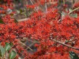 Image result for Combretum microphyllum