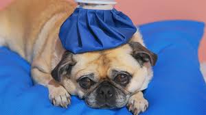 1em is 10px, 0.8em is 8px, 1.6em is 16px, etc. Pixel Vs Pixel Adaptive Battery Youtube