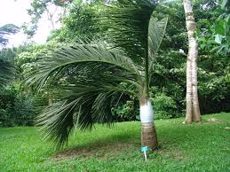 Image result for Monopsis decipiens