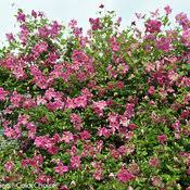 Maybe you would like to learn more about one of these? Pink Mink Clematis X Proven Winners