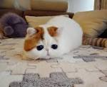 Exotic Shorthair Kittens for Sale - Felines4us