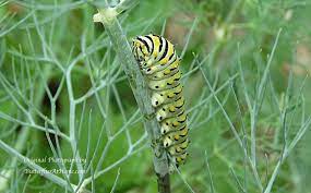 Common Caterpillars