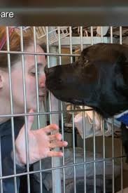 Lowcountry dog almost dies after ingesting artificial sweetener in chewing  gum