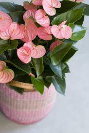 Hetty Blogs About All Sorts Of Care Tips And Tricks Anthurium Plant Anthurium Flower Plants
