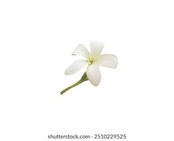 Image result for Holarrhena