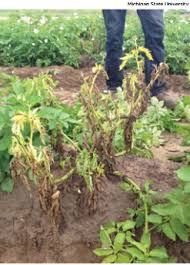 If you cut through the stem of the plant, you'll see discolored tissue. Potato Early Die Complex E3207 Msu Extension