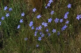 Image result for Wahlenbergia erecta