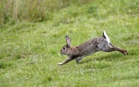 Wild rabbits products, matara, sri lanka. What Do Wild Rabbits Eat Rabbits Life