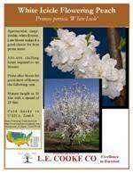 We did not find results for: Flowering Peach Trees